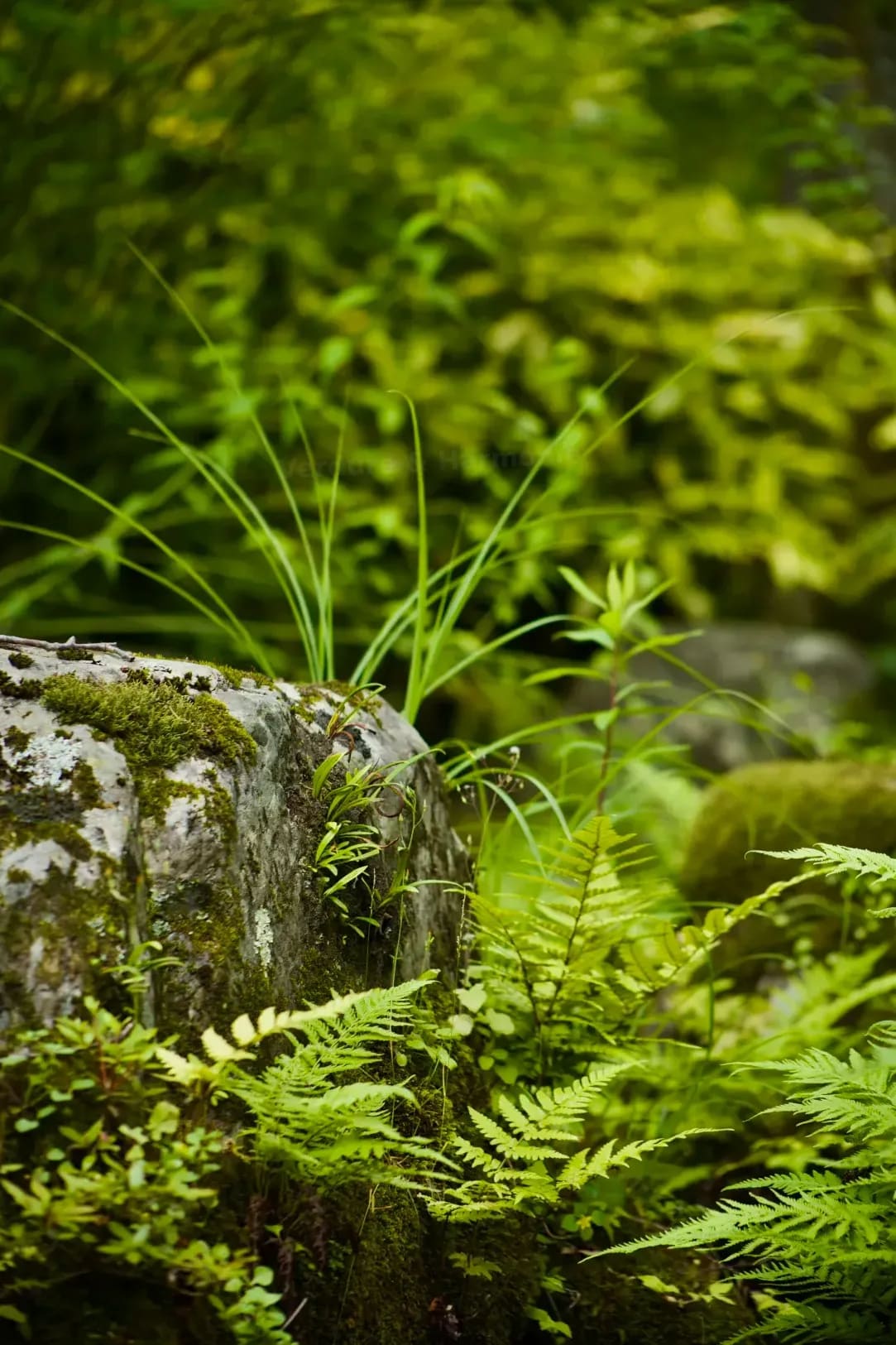 Arrosage intelligent : économiser l’eau sans négliger vos plantes