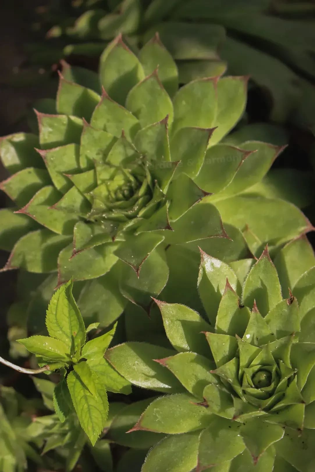 Verdure & Harmonie 7